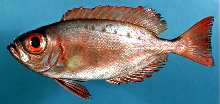 Priacanthus arenatus_06.jpg